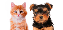 Veterinary Websites